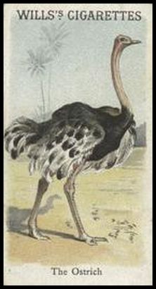 00WA Ostrich.jpg